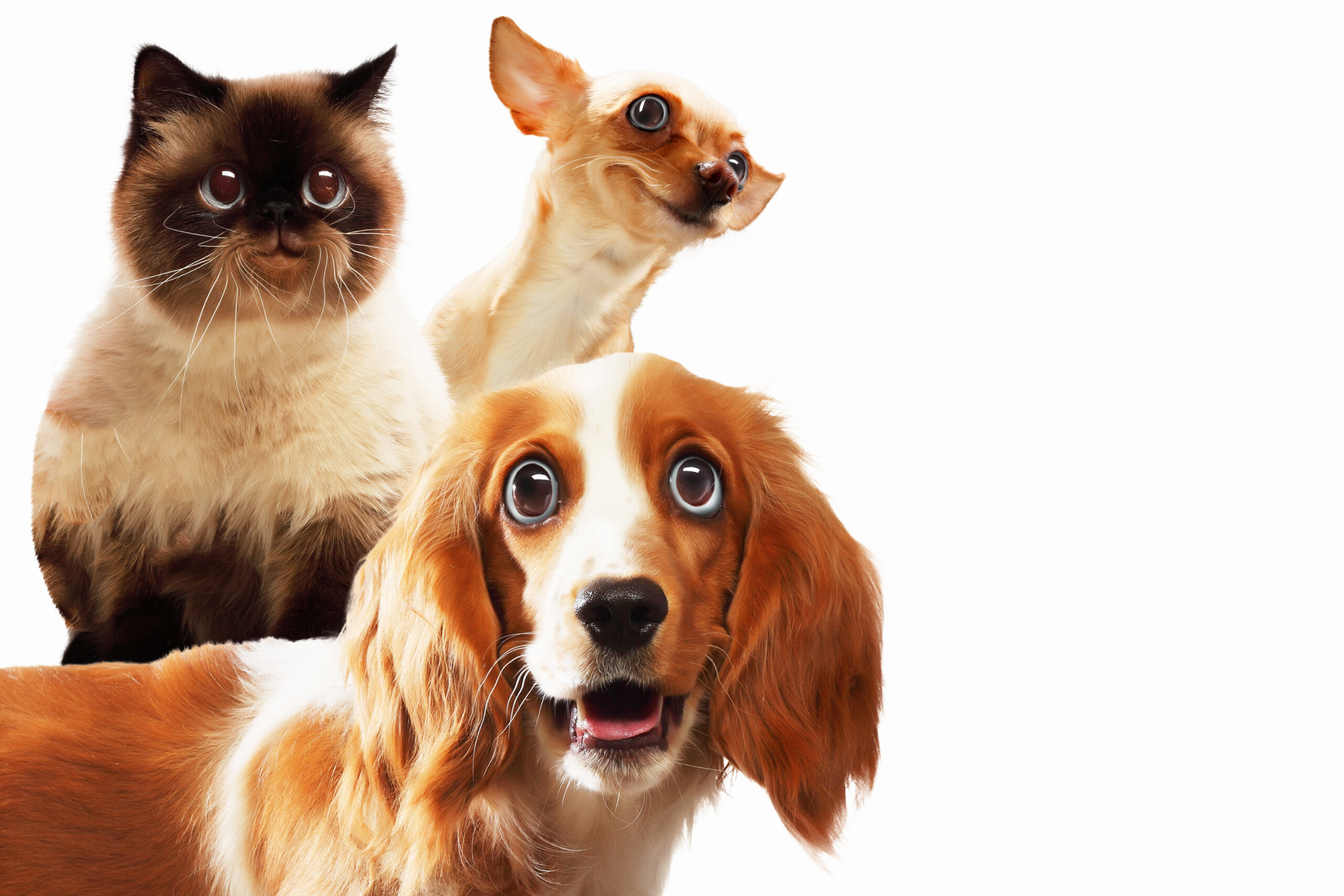 Read more about the article Cães e gatos: como está a energia do seu animalzinho?