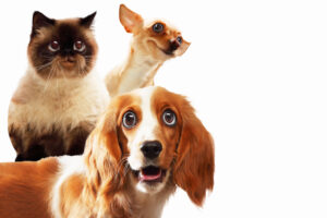 Leia mais sobre o artigo Cães e gatos: como está a energia do seu animalzinho?